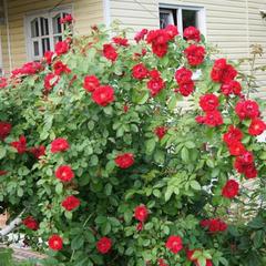 Гостевой дом Country House Dom Solntsa, Мытищи, Московская область