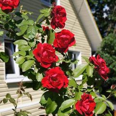 Гостевой дом Country House Dom Solntsa, Мытищи, Московская область