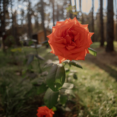 База отдыха Sherwood Park Hotel, Поселок Некрасовское, Ярославская область