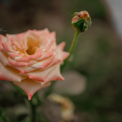 База отдыха Sherwood Park Hotel, Поселок Некрасовское, Ярославская область