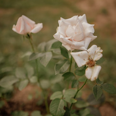 База отдыха Sherwood Park Hotel, Поселок Некрасовское, Ярославская область