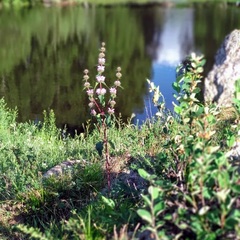 База отдыха Медная сова, Колывань, Алтайский край