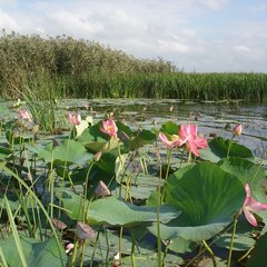 Рыболовная база Плесъ, Село Караульное, Астраханская область