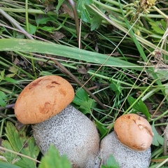 Рыболовная база Печа, Кольский район, Мурманская область