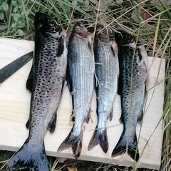 Рыболовная база Печа, Кольский район, Мурманская область