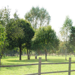 База отдыха Дача-парк Емельяново, Смоленская область