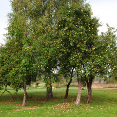 База отдыха Дача-парк Емельяново, Смоленская область
