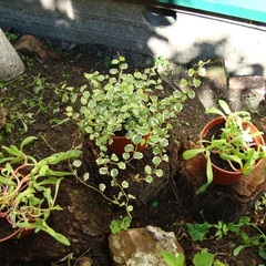 Гостевой дом Бревенчатый, Осташков, Тверская область