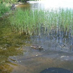 Гостевой дом Бревенчатый, Осташков, Тверская область