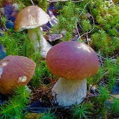 Гостевой дом с камином у озера, Селижаровский район, Тверская область