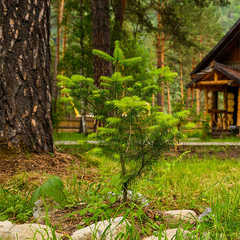 Гостинично-туристический комплекс Таёжный угол, Бирюзовая Катунь, Алтайский край