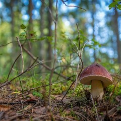 Дом отдыха Домик в Карелии на берегу озера в Райгубе, Кондопожский район, Республика Карелия