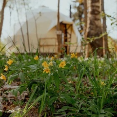 Глэмпинг Северный Крым, Замошье, Ленинградская область