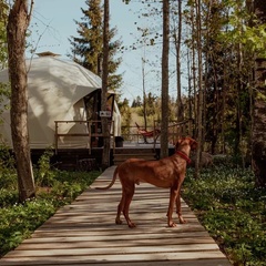 Глэмпинг Северный Крым, Замошье, Ленинградская область