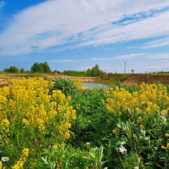 Кемпинг  Лисья Гора, Новгородский район, Новгородская область