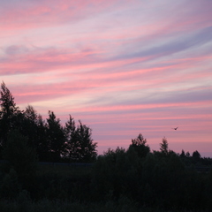 Кемпинг  Лисья Гора, Новгородский район, Новгородская область