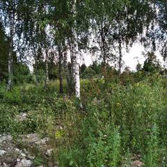 Глэмпинг Заповедник, Рузский район, Московская область