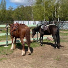 Гостевое подворье Овчинино Лайф, Петушинский район, Владимирская область