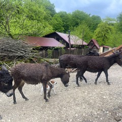 Гостевой дом Псахо, Галицино, Краснодарский край