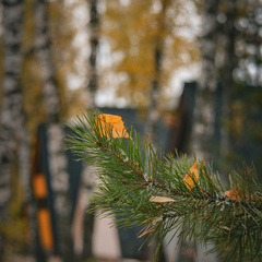 Глэмпинг Golden time, Манжерок, Республика Алтай