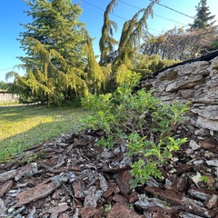 Центр отдыха Усадьба Ястребино, Волосовский район, Ленинградская область