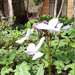 База отдыха Маэстро, Республика Северная Осетия - Алания