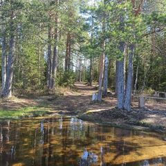 Гостевой дом Family cub, Приозерский район, Ленинградская область