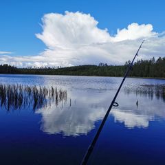 Гостевой дом Family cub, Приозерский район, Ленинградская область