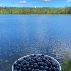Гостевой дом Family cub, Приозерский район, Ленинградская область