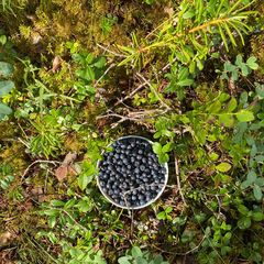 Гостевой дом Family cub, Приозерский район, Ленинградская область