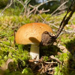 Гостевой дом Family cub, Приозерский район, Ленинградская область