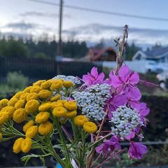 Гостевой дом Family cub, Приозерский район, Ленинградская область