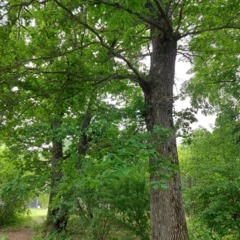Глэмпинг Иголка Кэмп, Рязанская область