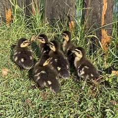 Гостевой комплекс ВЕРЕСК, Олонецкий район, Республика Карелия