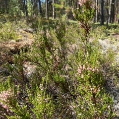 Гостевой комплекс ВЕРЕСК, Олонецкий район, Республика Карелия