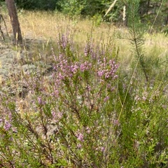 Гостевой комплекс ВЕРЕСК, Олонецкий район, Республика Карелия