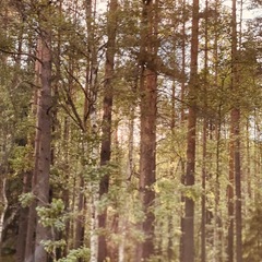 Гостевой комплекс ВЕРЕСК, Олонецкий район, Республика Карелия