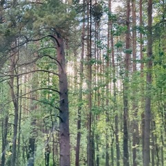 Гостевой комплекс ВЕРЕСК, Олонецкий район, Республика Карелия
