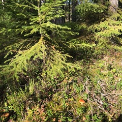 Гостевой комплекс ВЕРЕСК, Олонецкий район, Республика Карелия