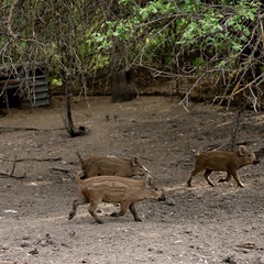 База отдыха Заячьи ушки, Воскресенский район, Саратовская область