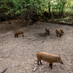 База отдыха Заячьи ушки, Воскресенский район, Саратовская область