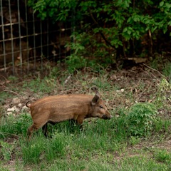 База отдыха Заячьи ушки, Воскресенский район, Саратовская область