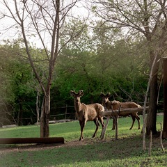База отдыха Заячьи ушки, Воскресенский район, Саратовская область