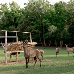 База отдыха Заячьи ушки, Воскресенский район, Саратовская область