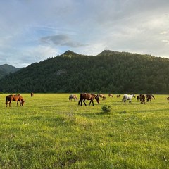 Глэмпинг Место Силы, Анос, Республика Алтай