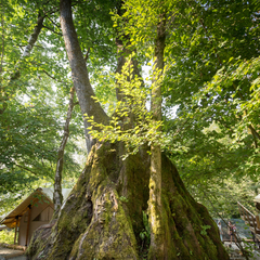 Глэмпинг LAVICON Древо, Сочи, Краснодарский край