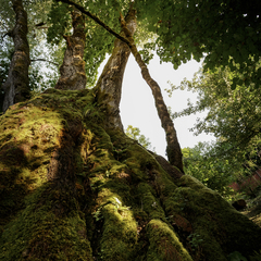 Глэмпинг LAVICON Древо, Сочи, Краснодарский край