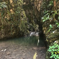 Глэмпинг LAVICON Древо, Сочи, Краснодарский край