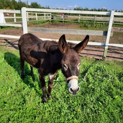 Глэмпинг Glamping.Hygge , Гатчинский район, Ленинградская область
