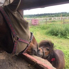 Глэмпинг Glamping.Hygge , Гатчинский район, Ленинградская область